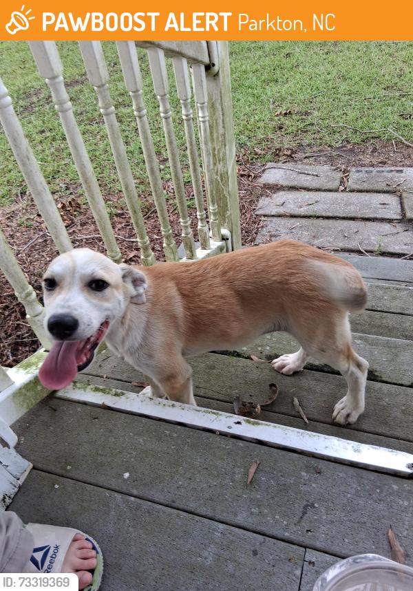 Found/Stray Male Dog last seen Hwy 301, Parkton, NC 28371