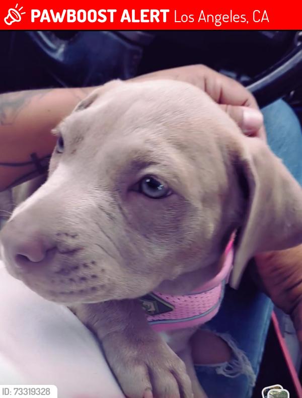 Lost Female Dog last seen Near s Mathew’s st Los Angeles 90023, Los Angeles, CA 90023