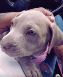 Lost Female Dog last seen Near s Mathew’s st Los Angeles 90023, Los Angeles, CA 90023