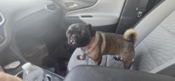 Reunited Female Dog last seen Ocotillo and 16th st, Phoenix, AZ 85016