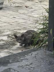 Found/Stray Male Cat last seen Near block Griffing Blvd, Miami-Dade County, FL 33161