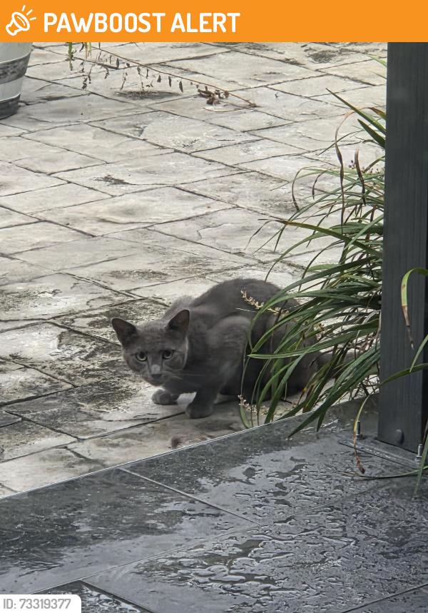 Found/Stray Male Cat last seen Near block Griffing Blvd, Miami-Dade County, FL 33161
