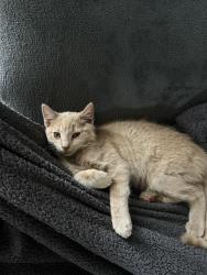 Lost Female Cat last seen Hendon, Greater London, England NW11 9LA
