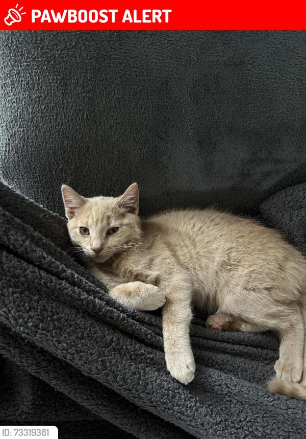 Lost Female Cat last seen Hendon, Greater London, England NW11 9LA