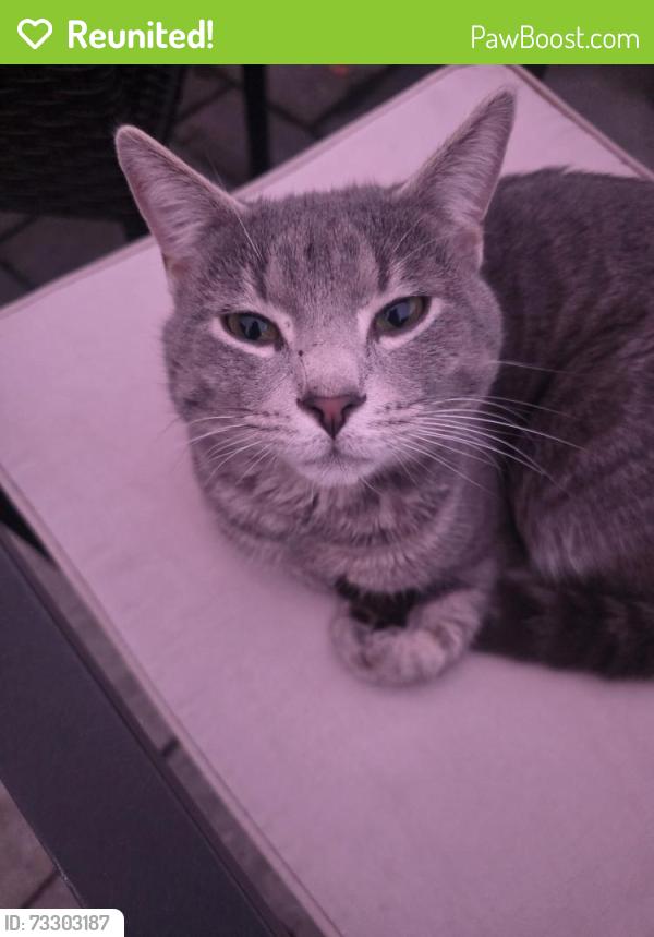 Reunited Male Cat last seen Willow Run Wilmington, DE 19805, New Castle County, DE 19805