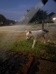 Found/Stray Male Dog last seen Near Edelweiss Gartens, College Station, TX 77845