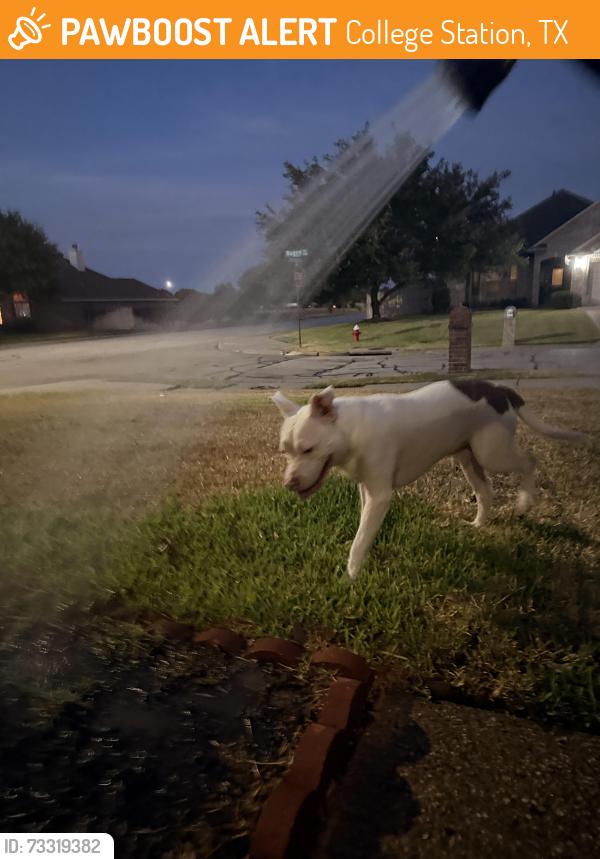 Found/Stray Male Dog last seen Near Edelweiss Gartens, College Station, TX 77845