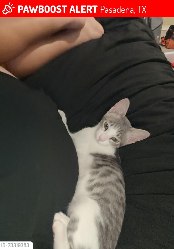 Lost Male Cat last seen Near food town on richey st, Pasadena, TX 77502