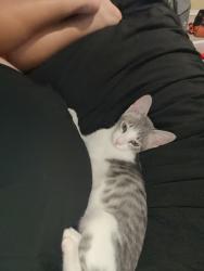 Lost Male Cat last seen Near food town on richey st, Pasadena, TX 77502