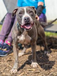 Shelter Stray Male Dog last seen Near Spring Lake Overlook Lithonia, 30038, 30038, GA, 3280 Chamblee Dunwoody Rd, Chamblee, GA 30341, USA