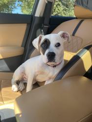 Lost Female Dog last seen High and Charlotte St, Pottstown, PA 19464