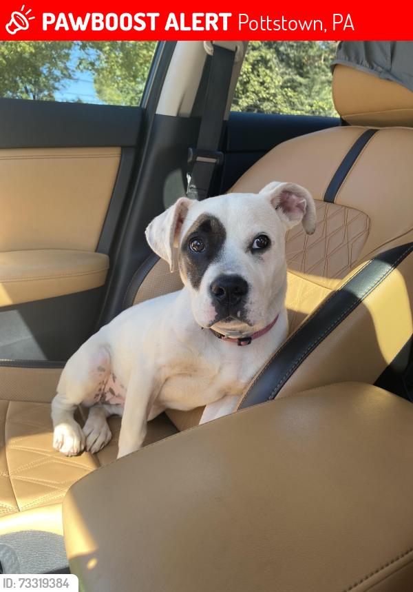 Lost Female Dog last seen High and Charlotte St, Pottstown, PA 19464