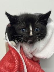 Shelter Stray Male Cat last seen Near Dorchester Rd., 21215, MD, 2490 Giles Rd, Baltimore, MD 21225, USA