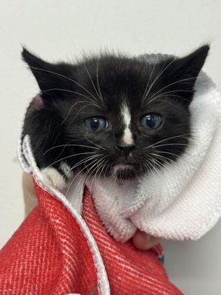 Shelter Stray Male Cat last seen Near Dorchester Rd., 21215, MD, 2490 Giles Rd, Baltimore, MD 21225, USA