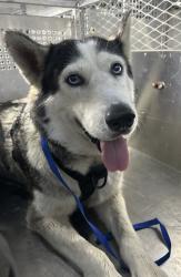 Shelter Stray Female Dog last seen Near RIVER HILL LN, North District,, 355 Hillshire Dr, Haslet, TX 76052, USA