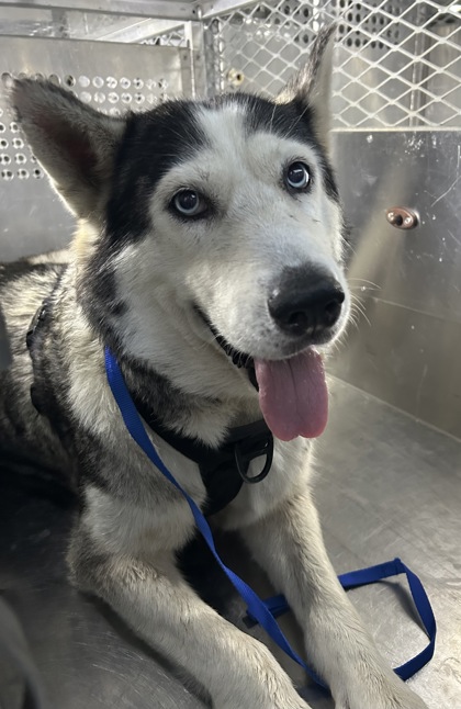Shelter Stray Female Dog last seen Near RIVER HILL LN, North District,, 355 Hillshire Dr, Haslet, TX 76052, USA