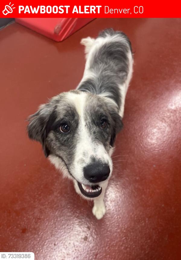 Lost Female Dog last seen 28th and welton, Denver, CO 80205
