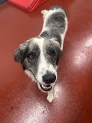 Lost Female Dog last seen 28th and welton, Denver, CO 80205