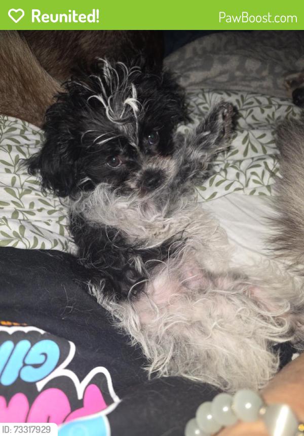 Reunited Female Dog last seen Near NW 30th Ave, Miami, FL 33125, USA, Miami, FL 33125