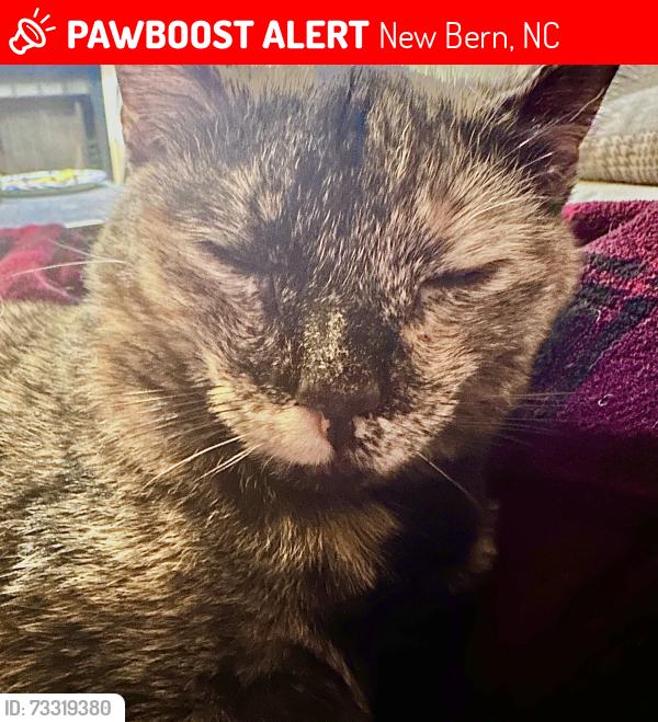 Lost Female Cat last seen Hwy 70 directly behind HJ McDonald Middle School, she jumped out of the truck, New Bern, NC 28562