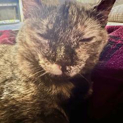 Lost Female Cat last seen Hwy 70 directly behind HJ McDonald Middle School, she jumped out of the truck, New Bern, NC 28562
