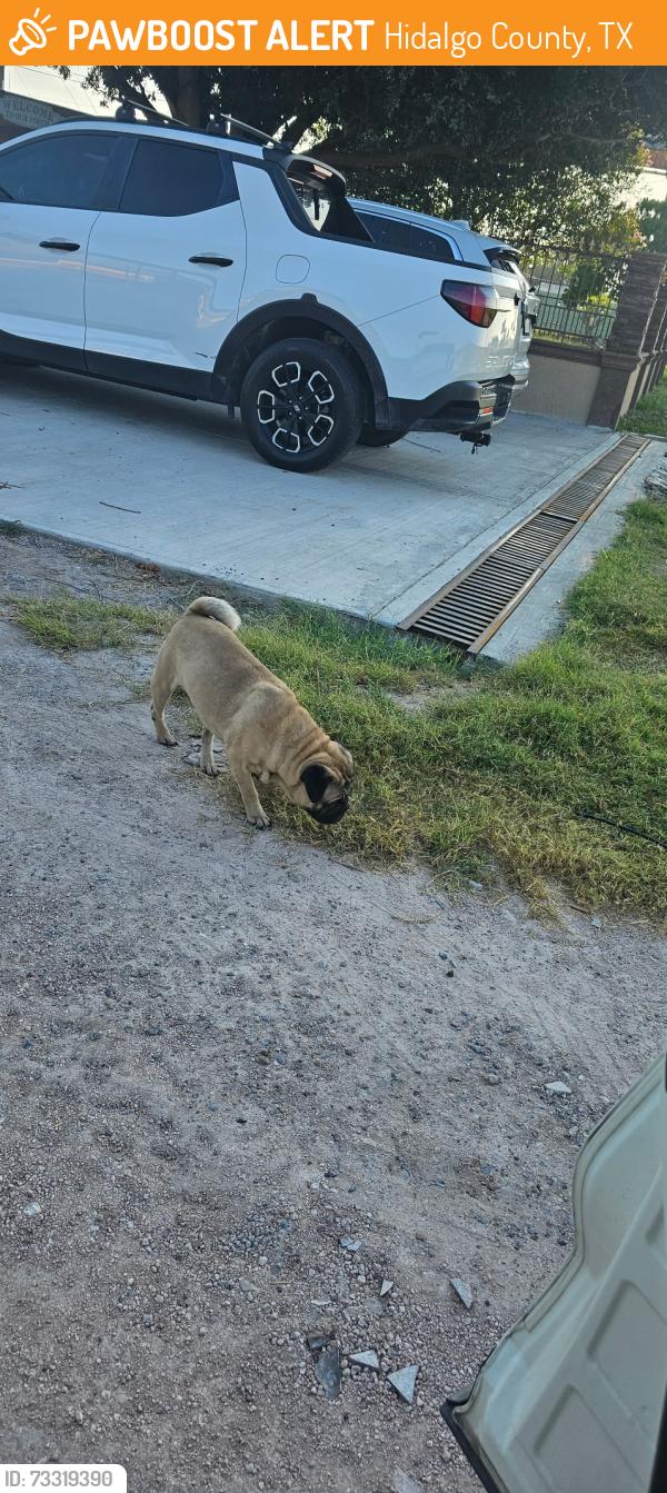 Found/Stray Unknown Dog last seen Off 107 between Chico Lane and Bryan, Hidalgo County, TX 78573