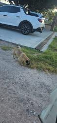 Found/Stray Unknown Dog last seen Off 107 between Chico Lane and Bryan, Hidalgo County, TX 78573