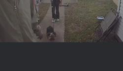 Lost Male Dog last seen Salem area, Virginia Beach, VA 22464