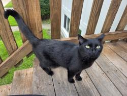 Found/Stray Unknown Cat last seen Lavergne and Melrose, Chicago, IL 60657
