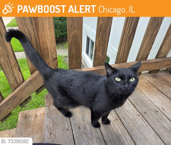 Found/Stray Unknown Cat last seen Lavergne and Melrose, Chicago, IL 60657