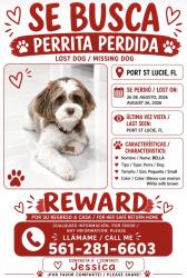 Lost Female Dog last seen Airoso Blvd, Saint Lucie West, FL 34983