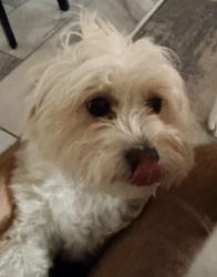 Reunited Female Dog last seen halifax dr, Fayetteville, NC 28303