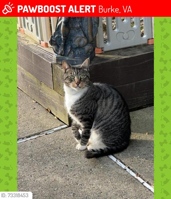 Lost Male Cat last seen Shiplett Blvd and Cordwood Ct., Burke, VA 22015