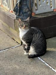 Lost Male Cat last seen Shiplett Blvd and Cordwood Ct., Burke, VA 22015