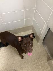 Shelter Stray Unknown Dog last seen Burton Station Rd & Tolliver Rd, VIRGINIA BEACH, VA, 23455, 341 S Birdneck Rd, Virginia Beach, VA 23451, USA