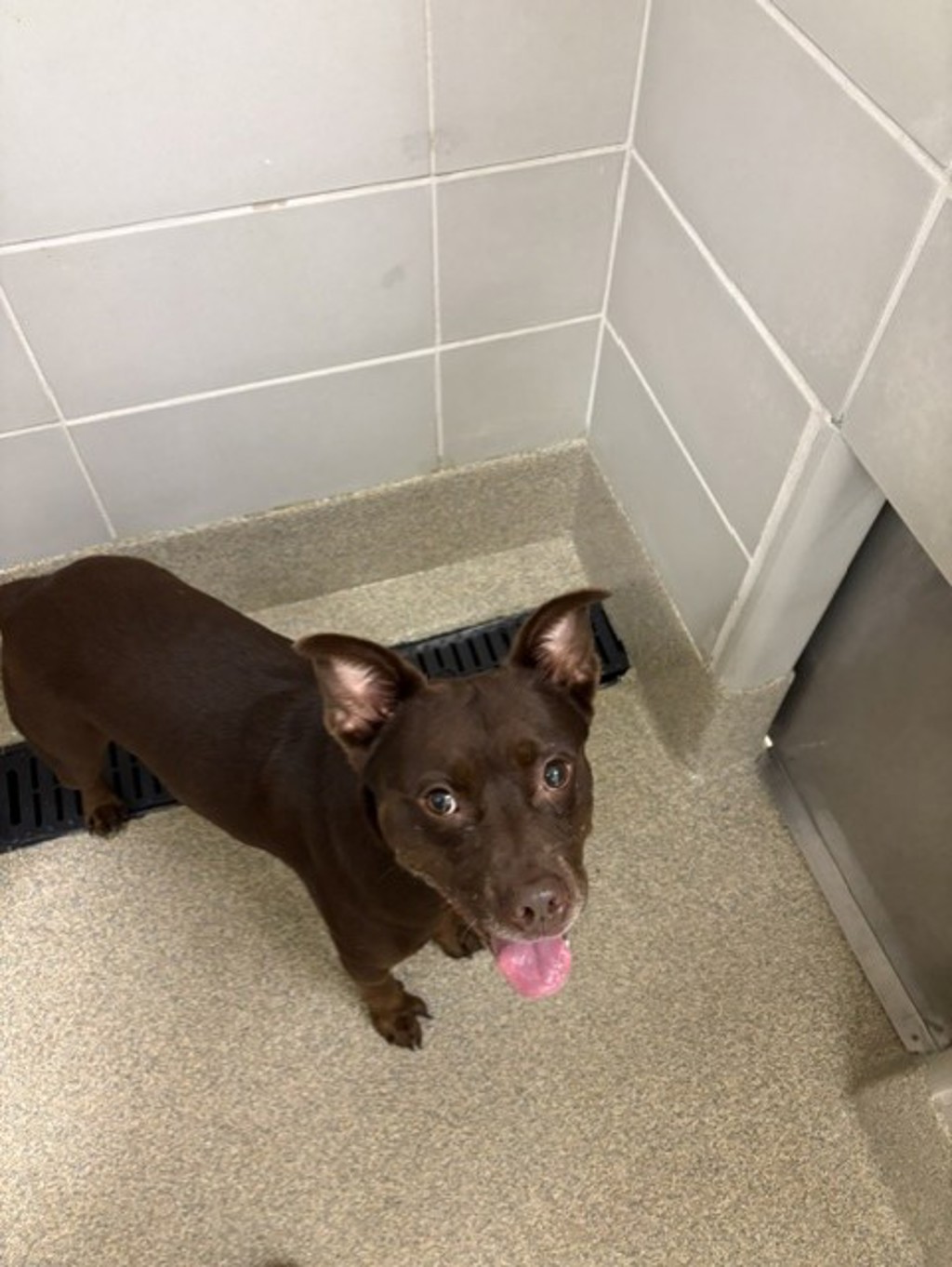Shelter Stray Unknown Dog last seen Burton Station Rd & Tolliver Rd, VIRGINIA BEACH, VA, 23455, 341 S Birdneck Rd, Virginia Beach, VA 23451, USA