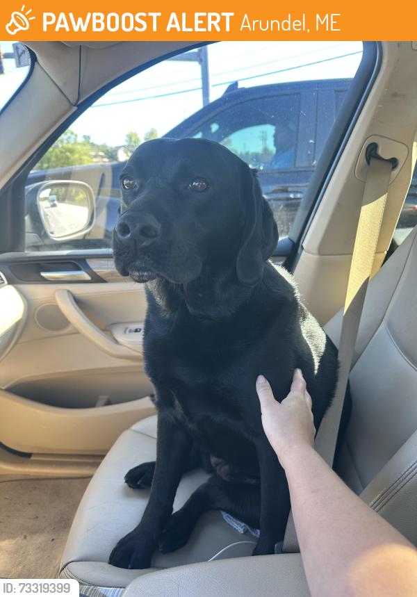 Found/Stray Female Dog last seen Kennebunkport ME, Arundel, ME 04046