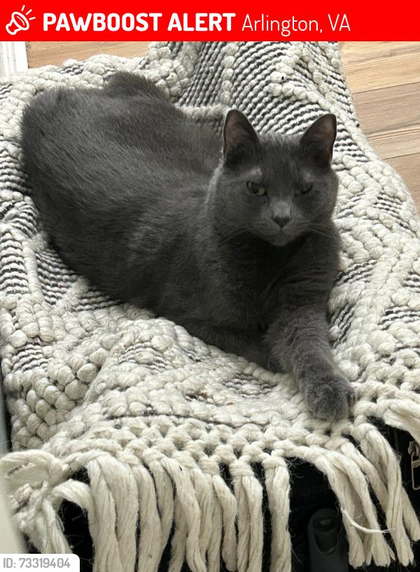 Lost Female Cat last seen ., Arlington, VA 22201