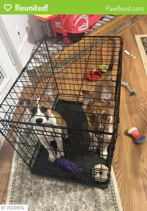Reunited Female Dog last seen Miller Rd and Carla Dr, Rowlett, TX 75088