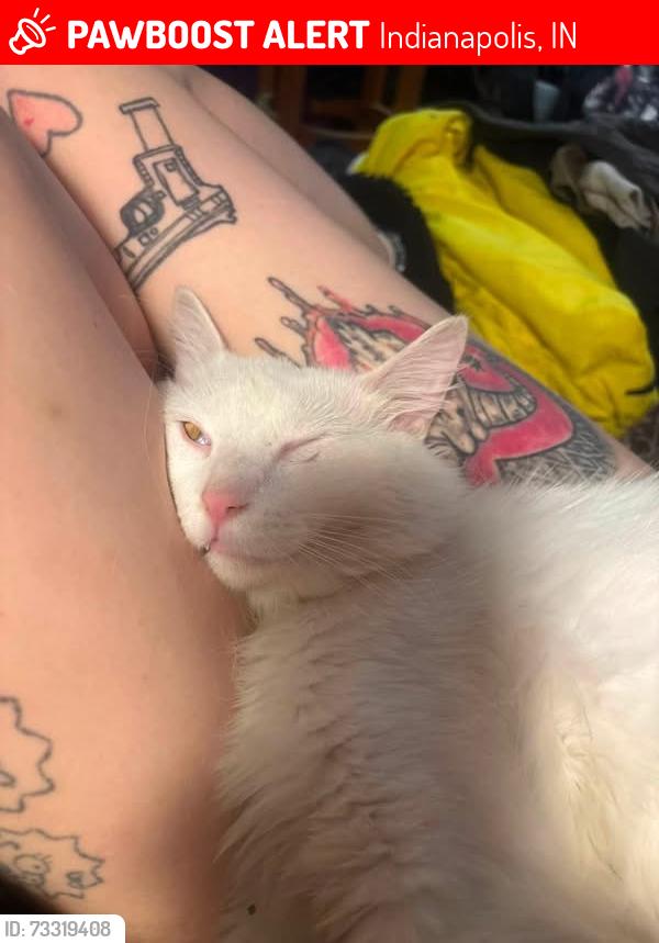 Lost Male Cat last seen raymond st, Indianapolis, IN 46203