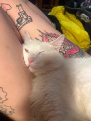 Lost Male Cat last seen raymond st, Indianapolis, IN 46203