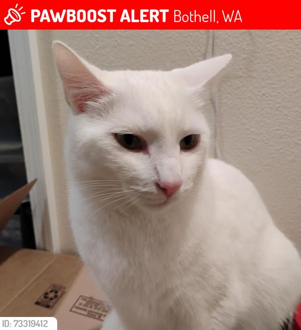 Lost Female Cat last seen Woodinville Baptist Church, Bothell, WA 98021