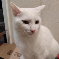 Lost Female Cat last seen Woodinville Baptist Church, Bothell, WA 98021