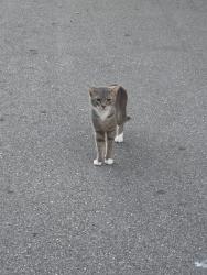Found/Stray Male Cat last seen 71st St and 54th Ave N, West Lealman, FL 33709
