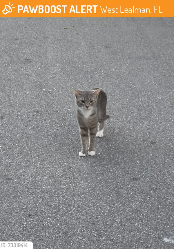 Found/Stray Male Cat last seen 71st St and 54th Ave N, West Lealman, FL 33709