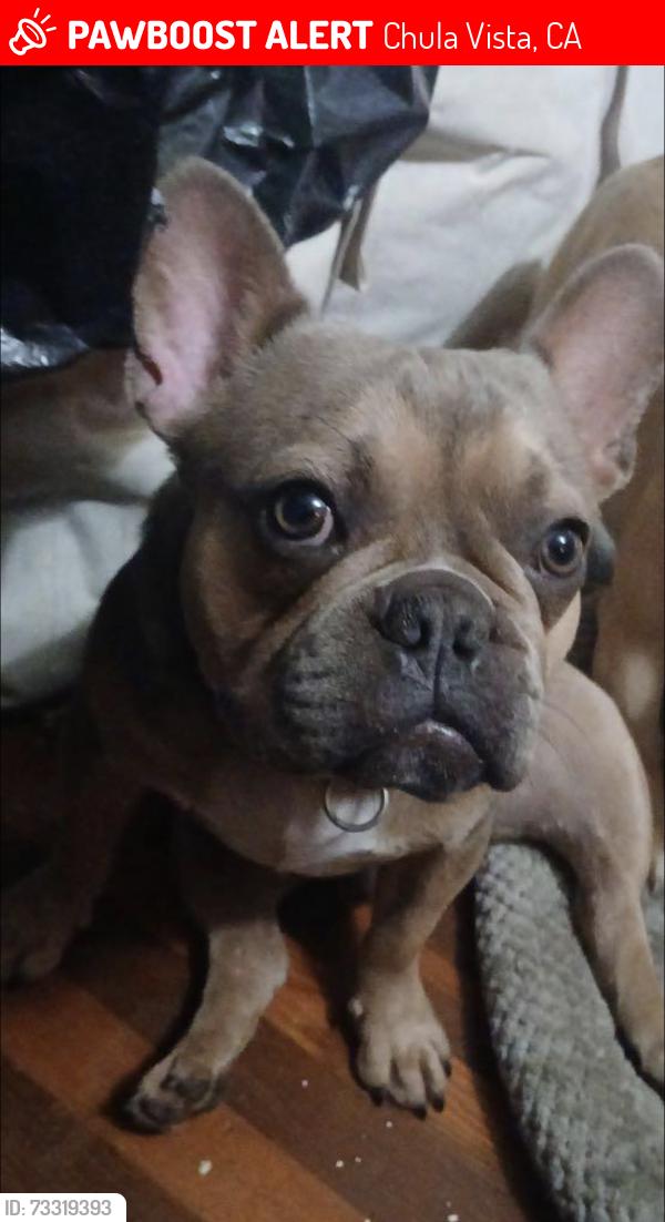 Lost Male Dog last seen 4th Ave, near Chula Vista high school, Chula Vista, CA 91911