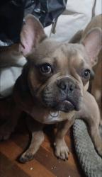 Lost Male Dog last seen 4th Ave, near Chula Vista high school, Chula Vista, CA 91911
