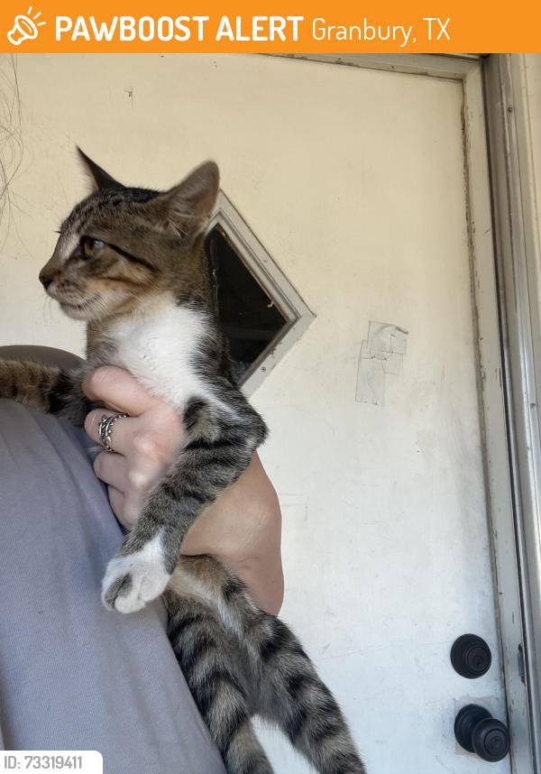 Found/Stray Female Cat last seen Near Atchley Dr in Granbury, Texas. Behind the square, Granbury, TX 76048