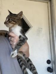 Found/Stray Female Cat last seen Near Atchley Dr in Granbury, Texas. Behind the square, Granbury, TX 76048