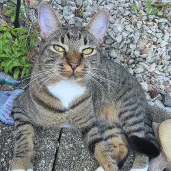 Reunited Female Cat last seen Robinson road, Marietta, GA 30068